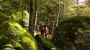 Forêts anciennes - sensibilisation
