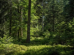 Biodiversité - forêts anciennes