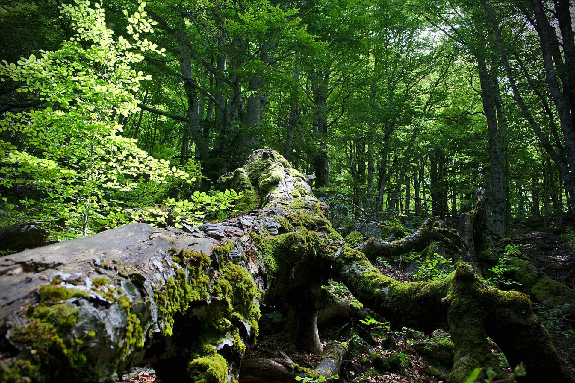 La Grande Traversée du Massif central à VTT - Inter-parcs du Massif central